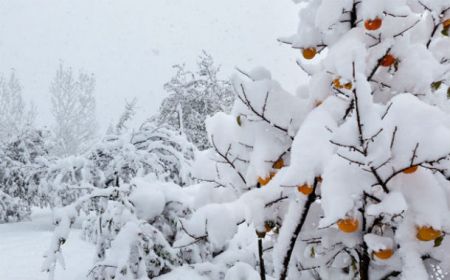 Объявлены фактические погодные условия на территории страны, в большинстве районов выпал снег и мокрый снег
