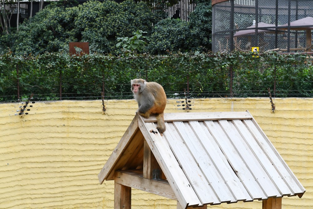 Состоялось Бакинского зоопарка после реконструкции